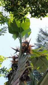 The biggest bird of paradise plant I've ever seen - I'm sure it's as old as the house!