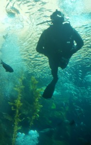 Divers feeding the fish at the CA Science Center