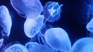 Moon jellyfish at Aquarium of the Pacific