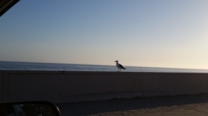 Zuma Beach seagull