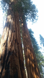 sequoia forest